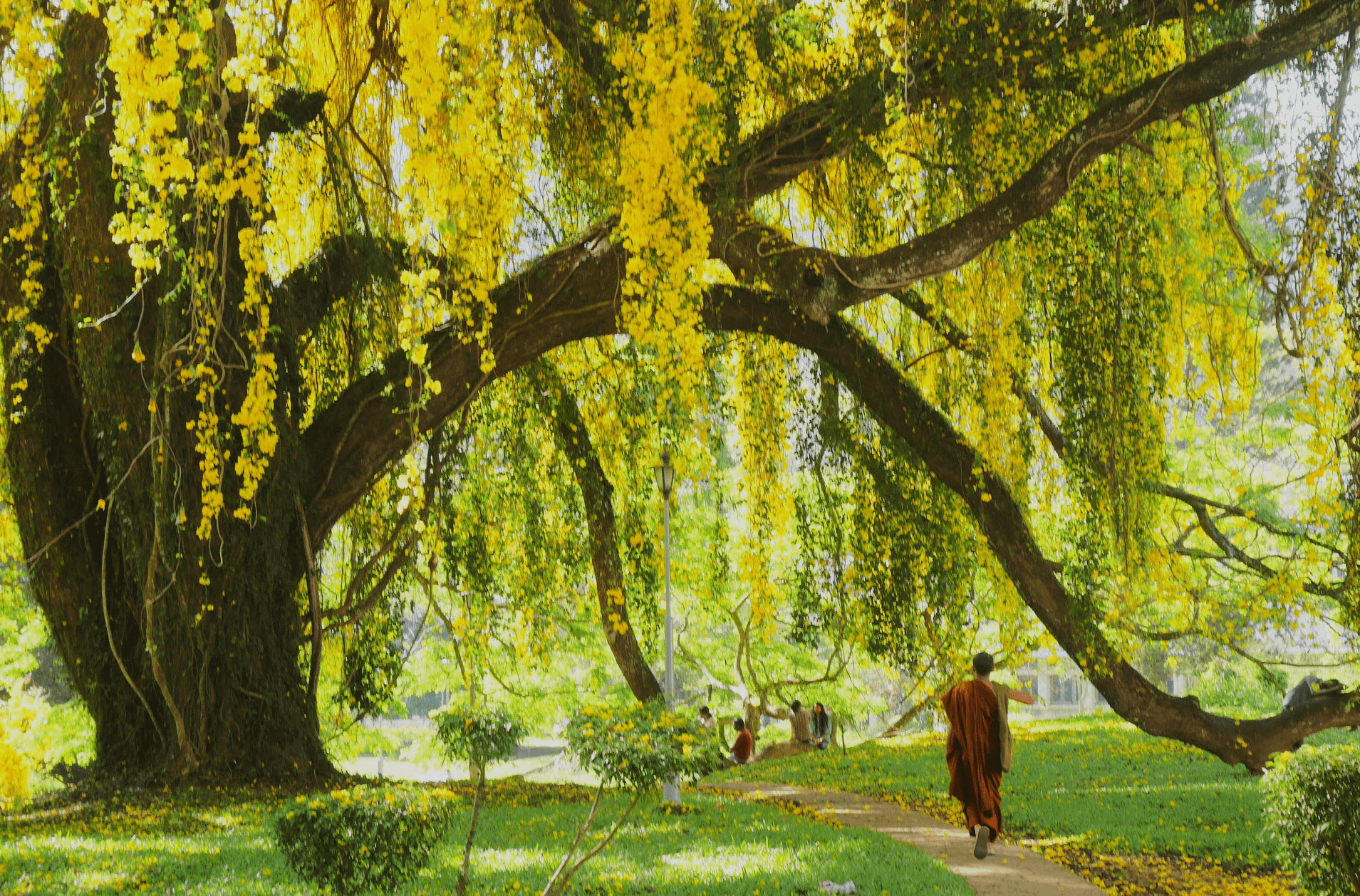 The University of Peradeniya